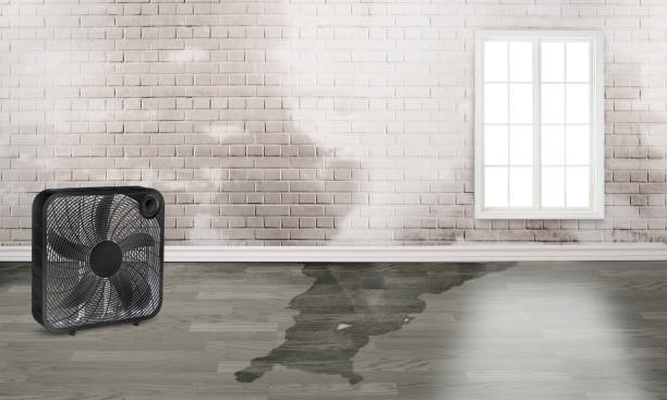 Best Fire Damage Restoration  in Eagar, AZ