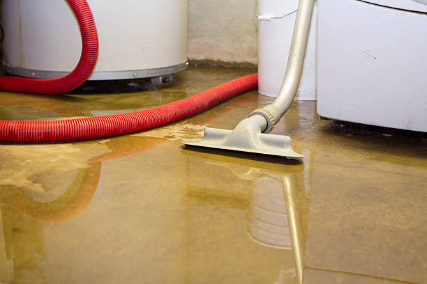 Best Mold removal after water damage  in Eagar, AZ