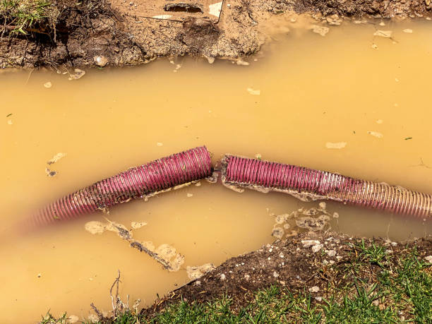 Best Carpet water damage restoration  in Eagar, AZ